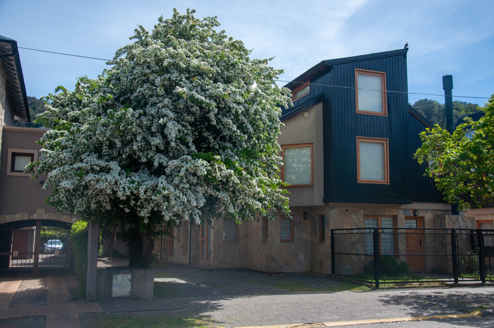 Fachada de Paimun 2 con árbol florecido